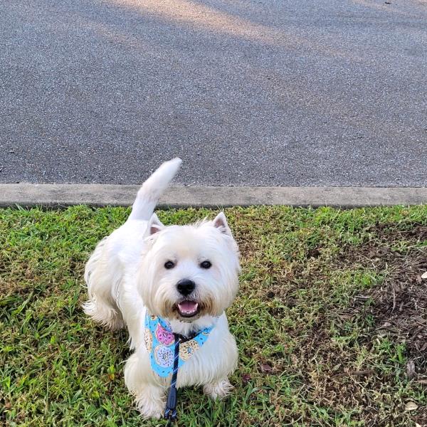 /Images/uploads/The Murphee and Sugar Angel Foundation/murpheeandsugar-pet-photo-contest-fundraiser/entries/27776thumb.jpg